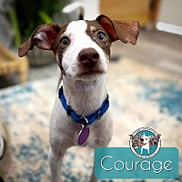 adopt a pet