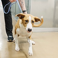 adopt a pet