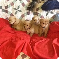Virginia Beach, VA - Dachshund. Meet Puppies! a Pet for ...