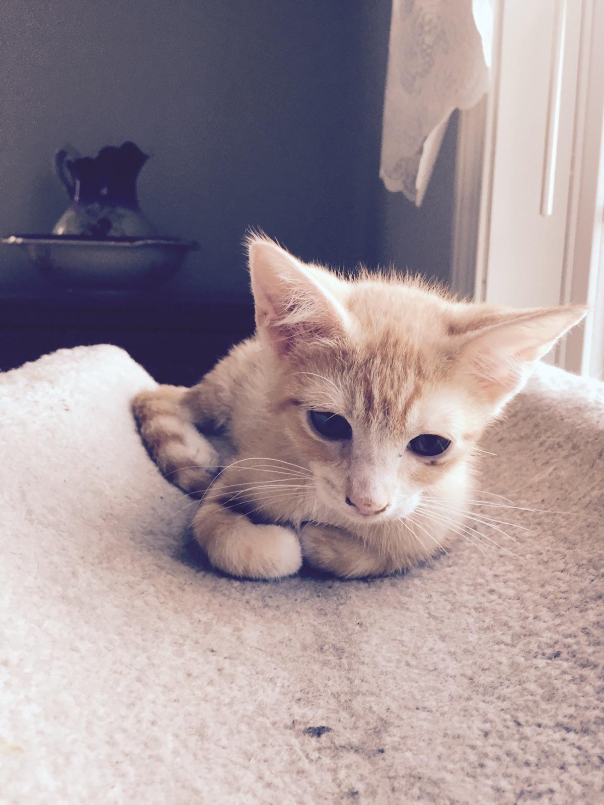 Raynham Ma American Shorthair Meet Orange Tabby Kitten A Pet For Adoption
