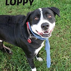 Photo of Loppy