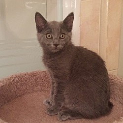 Thumbnail photo of PPBAWC kitten Gray Female #2