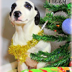 Thumbnail photo of Tizzy~adopted! #2