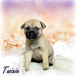 Thumbnail photo of Twixie~adopted! #2