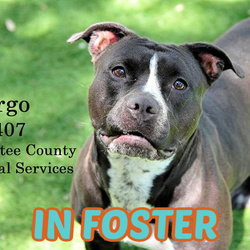 Manatee County Animal Services in Palmetto, Florida