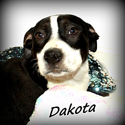 Thumbnail photo of Dakota #2
