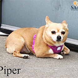 Thumbnail photo of Piper #3