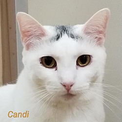 Photo of Candi