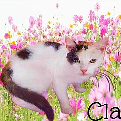 Photo of Claret  *kitten*