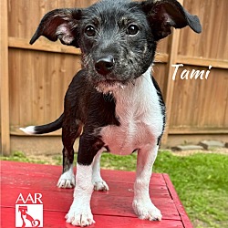 Photo of Tami