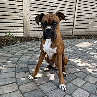 adopt a pet