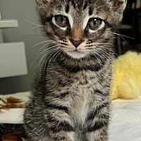 adopt-pet