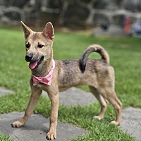adopt-pet