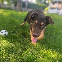 adopt a pet