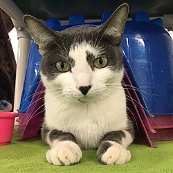 Red Door Animal Shelter In Chicago Illinois