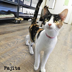 Thumbnail photo of FAJITA #1