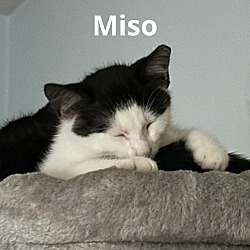 Thumbnail photo of Miso #3