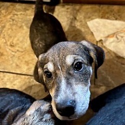 Photo of Gamora (Adoption Pending)