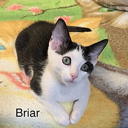 Thumbnail photo of Briar #1
