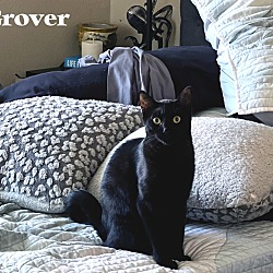 Photo of Grover