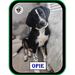 Thumbnail photo of Opie - SOA Litter #2