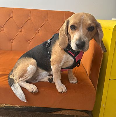 Raleigh NC Beagle Meet Clue a Pet for Adoption AdoptaPet com