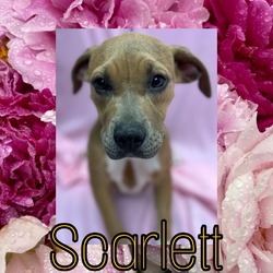 Thumbnail photo of Scarlett #2