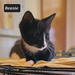 Thumbnail photo of Beanie #3