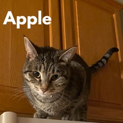 Thumbnail photo of Apple #1