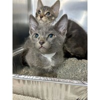 adopt-pet