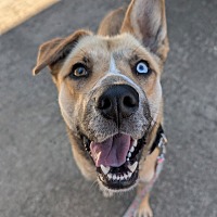 adopt a pet