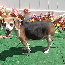 Thumbnail photo of Siri - Adorable Beagle Girl! #4