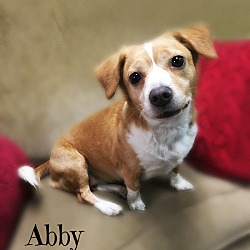 Thumbnail photo of Abby #3