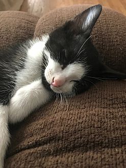 Adopt A Pet Petsmart Charities