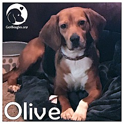 Photo of Olive
