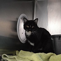 Open Door Animal Sanctuary In House Springs Missouri