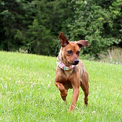 Thumbnail photo of Ginger~adopted! #4