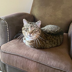 Kittens For Sale In Beaverton Oregon Adoptapet Com