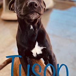Thumbnail photo of Tyson #2