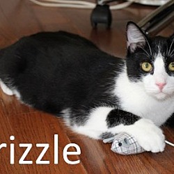 Thumbnail photo of Drizzle #2