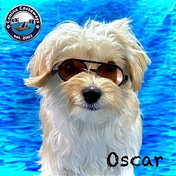 Photo of Pending - Oscar