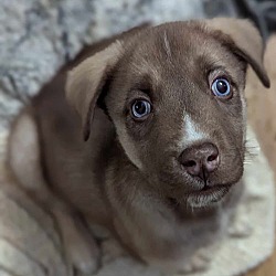 Thumbnail photo of Raf - Springboard Litter #2