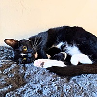 adopt a pet