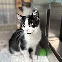 adopt a pet