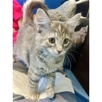 adopt-pet