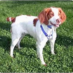 Thumbnail photo of Brittany Dogs - Rescue groups #3