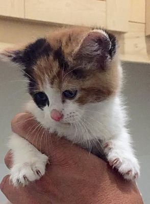 Burlington Nc Calico Meet Calico Kitten A Pet For Adoption
