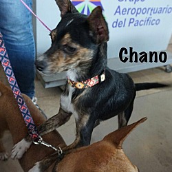 Thumbnail photo of Chano #1