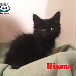 Thumbnail photo of Kisma - Adopted Sept 2017 #2