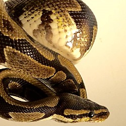 Photo of Ball Python